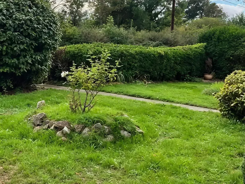 An overgrown garden with long grass round a rose bed and a large shrub