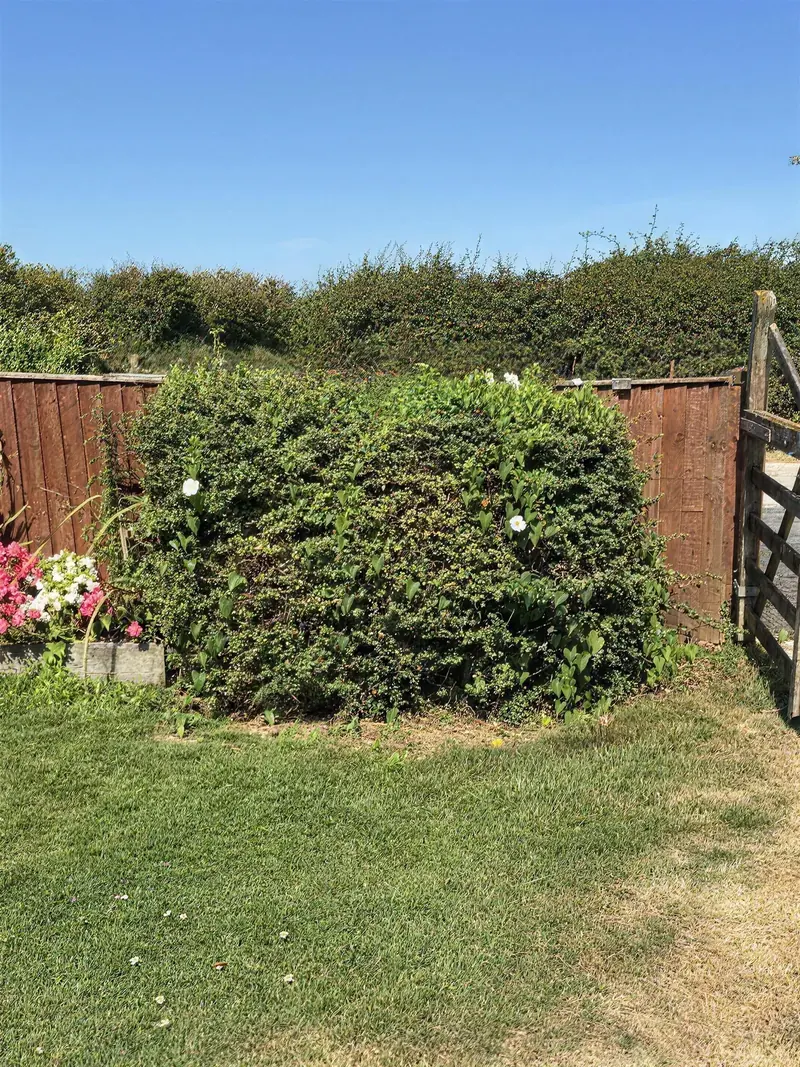 An overgrown garden hedge between closeboard fence panels, before cutting