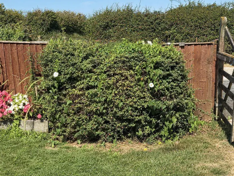 Overgrown roadside and garden hedges before cutting, one after another