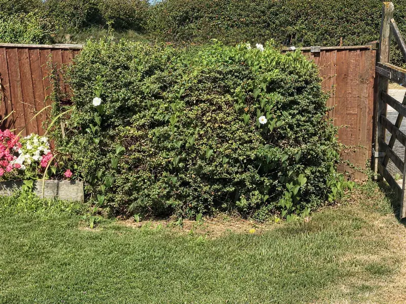An overgrown garden hedge between closeboard fence panels, before cutting