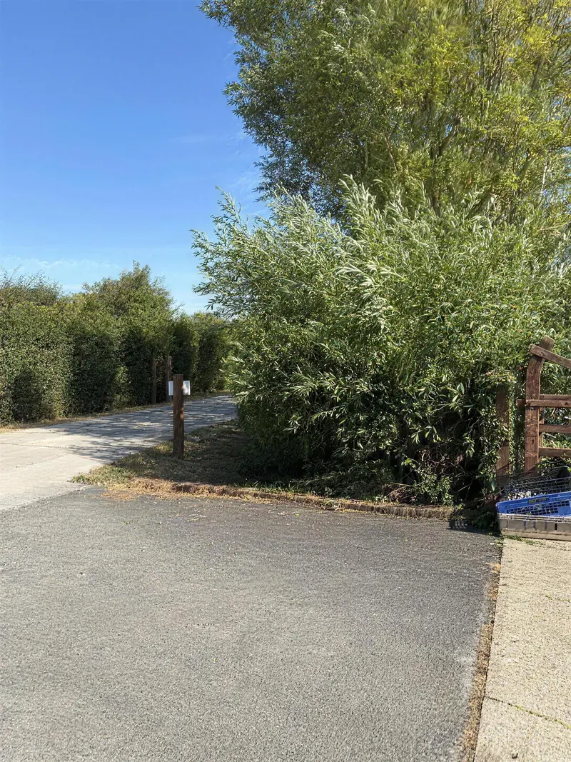 An overgrown roadside hedge and verge by a driveway, before cutting