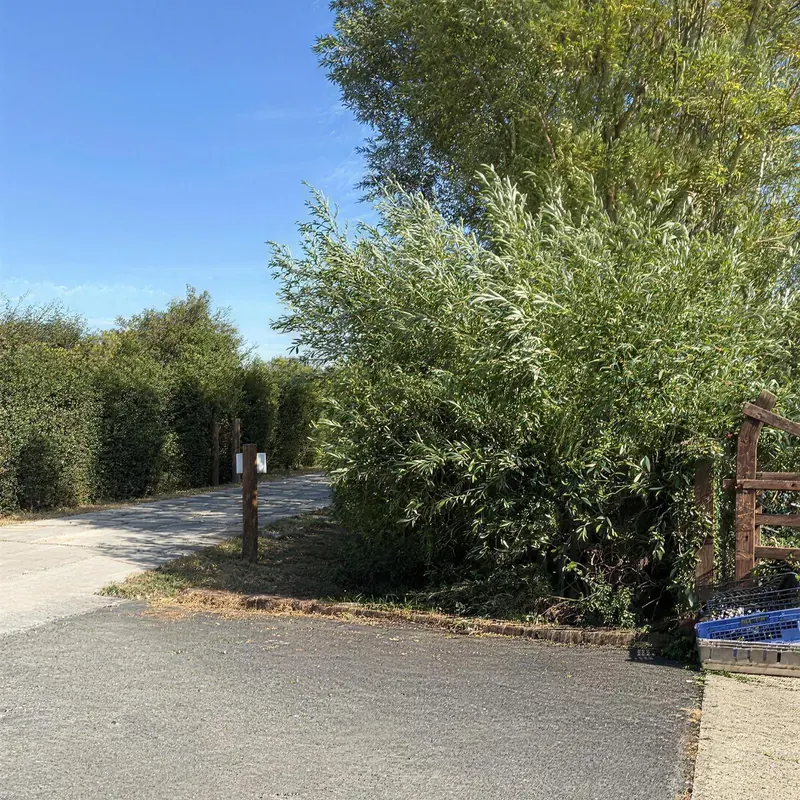 A tall roadside hedge and verge before cutting