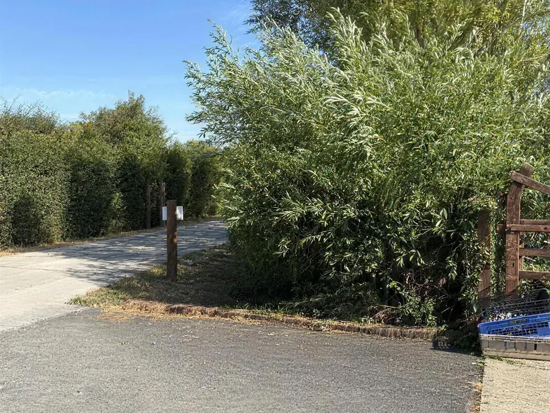 An overgrown roadside hedge and verge, before cutting