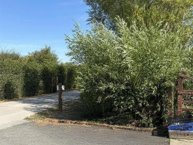 A tall roadside hedge and verge before cutting