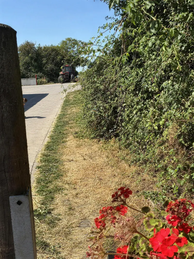 An overgrown hedge along a lane verge with red geraniums in front, before cutting