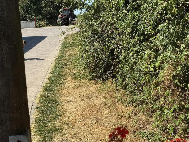 An overgrown hedge along a lane verge, red geraniums in front, before cutting