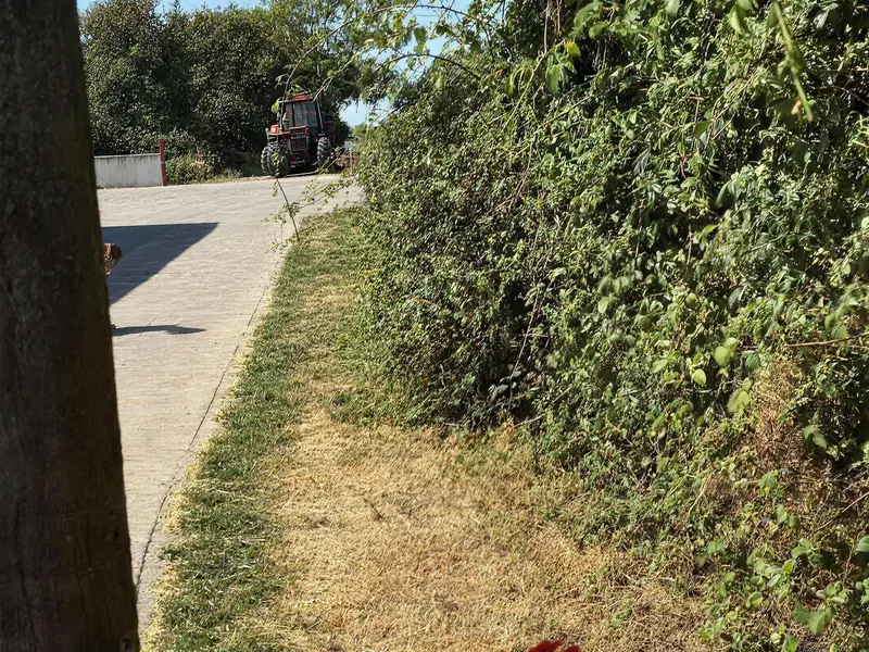 An overgrown hedge along a lane verge with red geraniums in front, before cutting