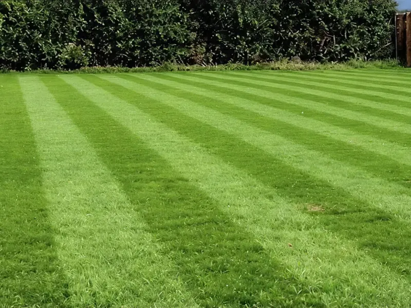 A freshly mown, striped lawn running up to a tall hedge